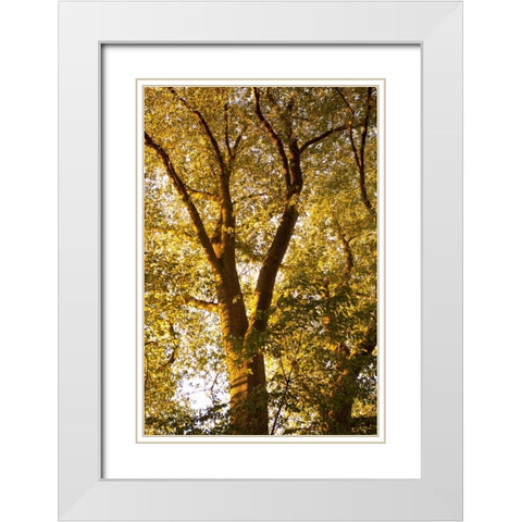 Up in the Trees I White Modern Wood Framed Art Print with Double Matting by Millet, Karyn