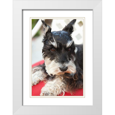 Terrier White Modern Wood Framed Art Print with Double Matting by Millet, Karyn