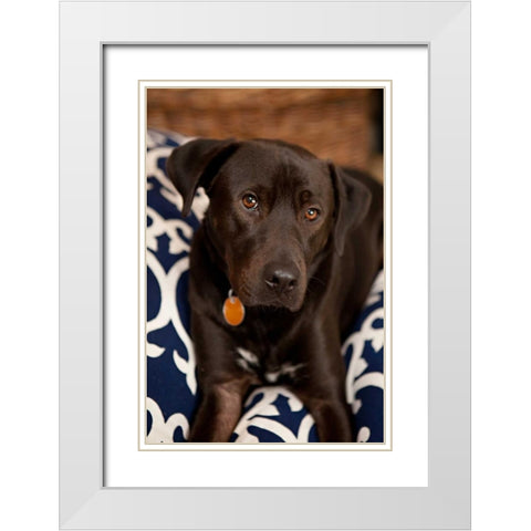 Labrador White Modern Wood Framed Art Print with Double Matting by Millet, Karyn