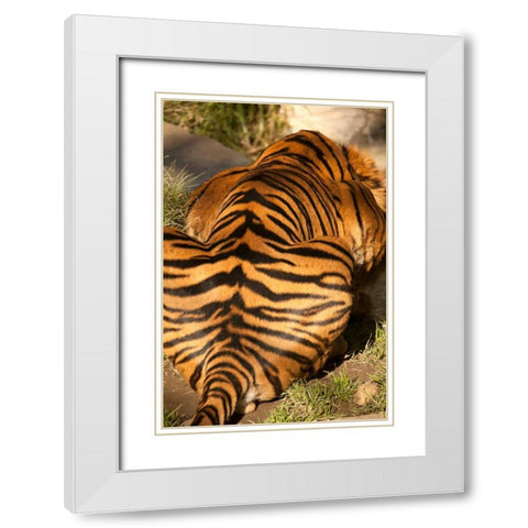 Tiger II White Modern Wood Framed Art Print with Double Matting by Millet, Karyn