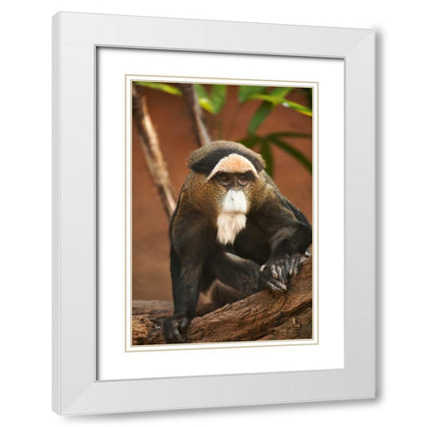 Primate I White Modern Wood Framed Art Print with Double Matting by Millet, Karyn