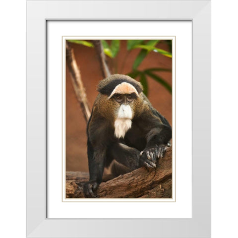 Primate I White Modern Wood Framed Art Print with Double Matting by Millet, Karyn