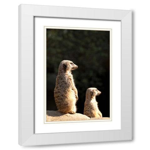 Meerkats White Modern Wood Framed Art Print with Double Matting by Millet, Karyn