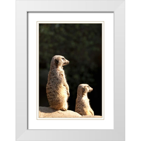 Meerkats White Modern Wood Framed Art Print with Double Matting by Millet, Karyn