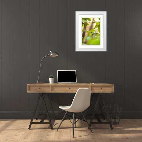 Hummingbird White Modern Wood Framed Art Print with Double Matting by Millet, Karyn