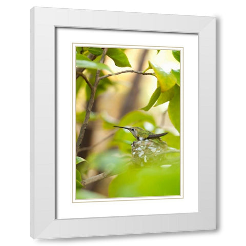 Hummingbird White Modern Wood Framed Art Print with Double Matting by Millet, Karyn