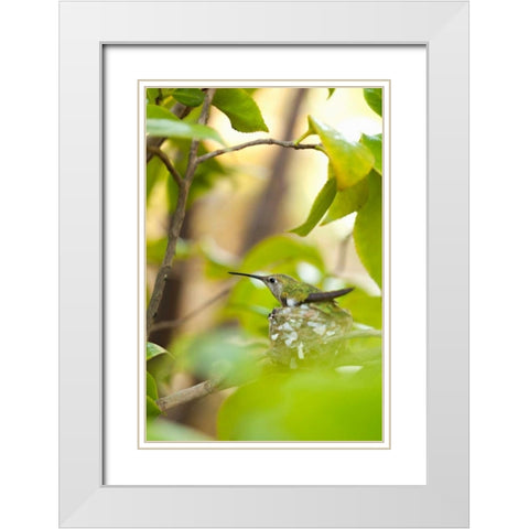 Hummingbird White Modern Wood Framed Art Print with Double Matting by Millet, Karyn