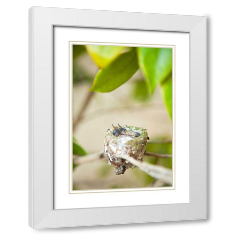 Hummingbird Nest White Modern Wood Framed Art Print with Double Matting by Millet, Karyn