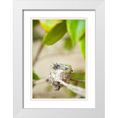 Hummingbird Nest White Modern Wood Framed Art Print with Double Matting by Millet, Karyn