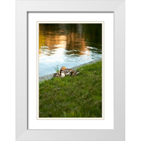 Ducks on the Pond White Modern Wood Framed Art Print with Double Matting by Millet, Karyn