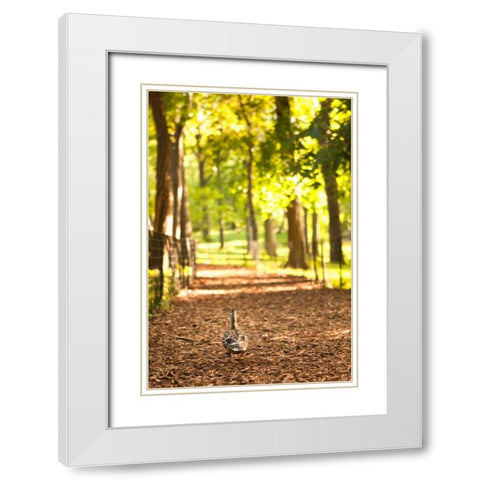 Duck Walk White Modern Wood Framed Art Print with Double Matting by Millet, Karyn