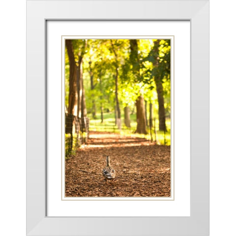 Duck Walk White Modern Wood Framed Art Print with Double Matting by Millet, Karyn