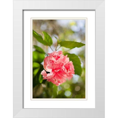 Spring Bloom II White Modern Wood Framed Art Print with Double Matting by Millet, Karyn