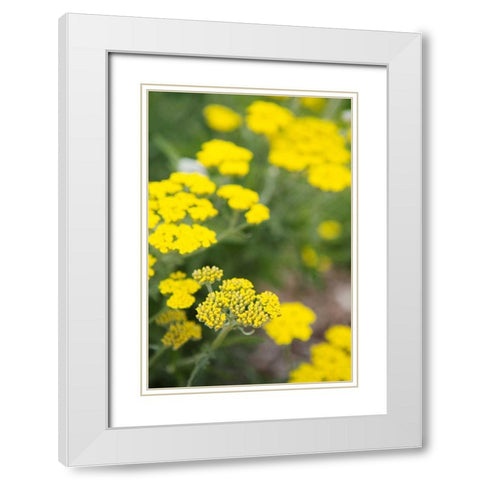 Field of Yellow White Modern Wood Framed Art Print with Double Matting by Millet, Karyn