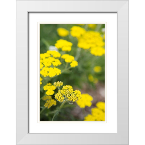 Field of Yellow White Modern Wood Framed Art Print with Double Matting by Millet, Karyn