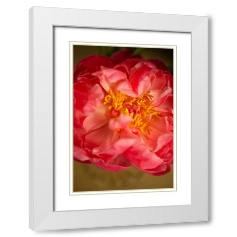 Coral Peony White Modern Wood Framed Art Print with Double Matting by Millet, Karyn