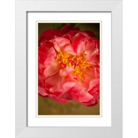 Coral Peony White Modern Wood Framed Art Print with Double Matting by Millet, Karyn