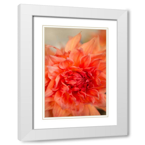 Coral Dahlia White Modern Wood Framed Art Print with Double Matting by Millet, Karyn