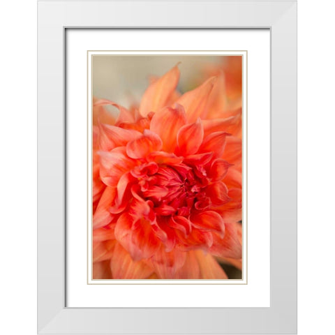 Coral Dahlia White Modern Wood Framed Art Print with Double Matting by Millet, Karyn