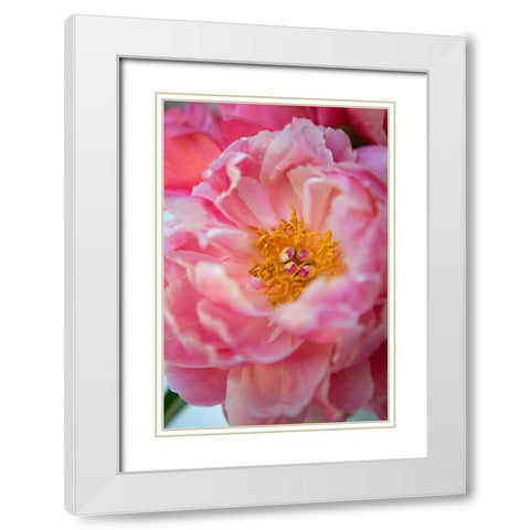 Pink Peony White Modern Wood Framed Art Print with Double Matting by Millet, Karyn
