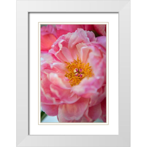 Pink Peony White Modern Wood Framed Art Print with Double Matting by Millet, Karyn