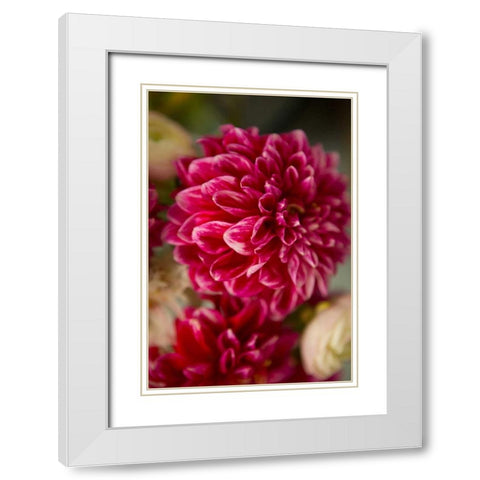 Pink and White Dahlias II White Modern Wood Framed Art Print with Double Matting by Millet, Karyn