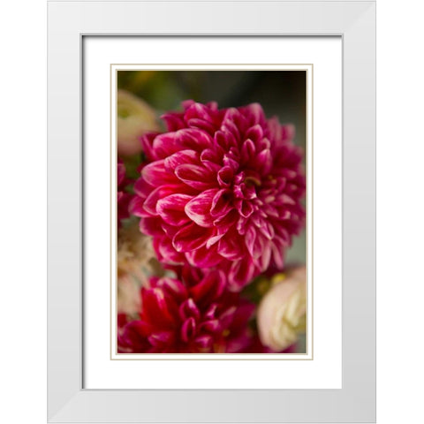 Pink and White Dahlias II White Modern Wood Framed Art Print with Double Matting by Millet, Karyn