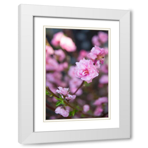 Pink Blossoms I White Modern Wood Framed Art Print with Double Matting by Millet, Karyn