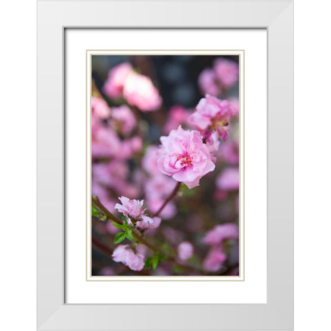 Pink Blossoms I White Modern Wood Framed Art Print with Double Matting by Millet, Karyn