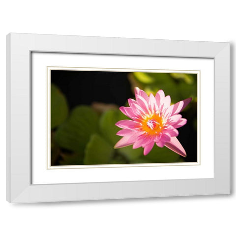 Pink Pond Lily White Modern Wood Framed Art Print with Double Matting by Millet, Karyn