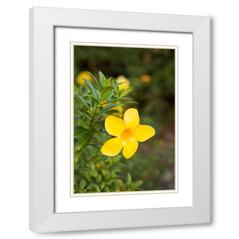 Yellow Blossom White Modern Wood Framed Art Print with Double Matting by Millet, Karyn