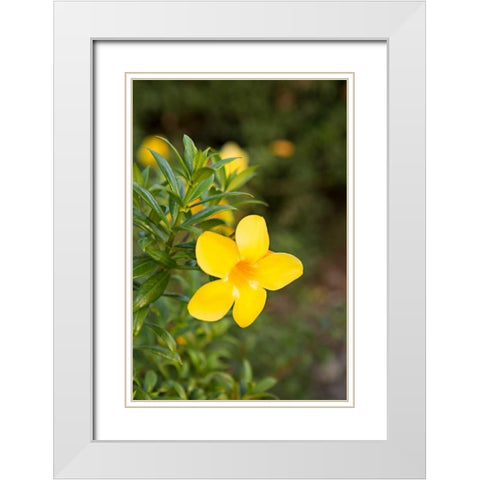Yellow Blossom White Modern Wood Framed Art Print with Double Matting by Millet, Karyn
