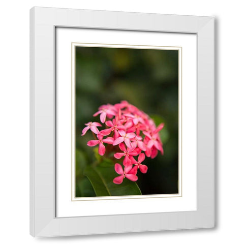 Pink Hydrangea White Modern Wood Framed Art Print with Double Matting by Millet, Karyn