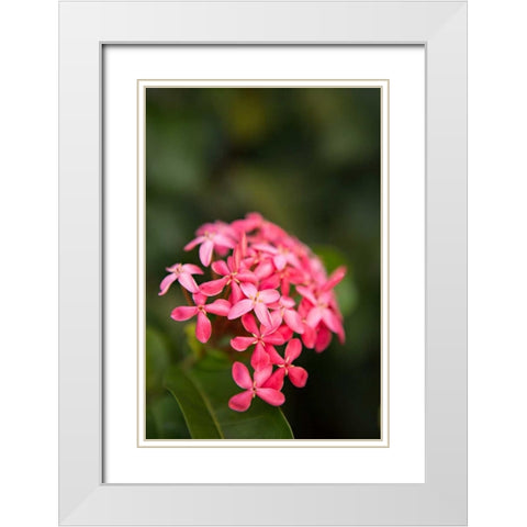 Pink Hydrangea White Modern Wood Framed Art Print with Double Matting by Millet, Karyn