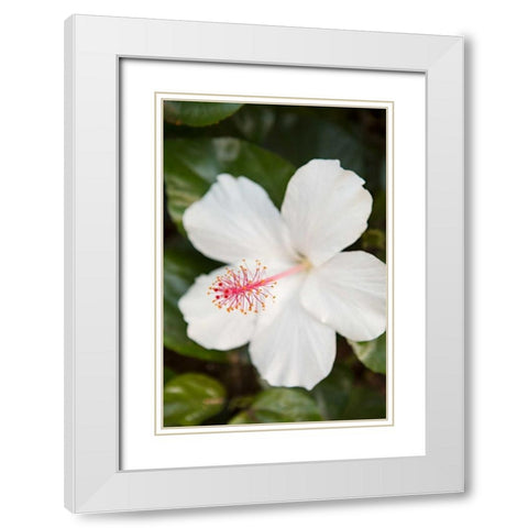 White Hibiscus White Modern Wood Framed Art Print with Double Matting by Millet, Karyn