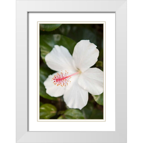 White Hibiscus White Modern Wood Framed Art Print with Double Matting by Millet, Karyn