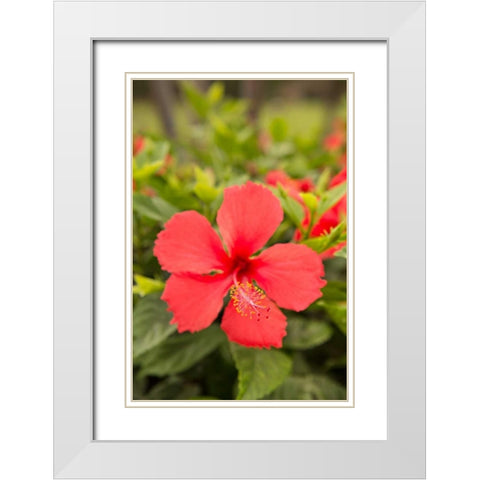 Red Hibisucs White Modern Wood Framed Art Print with Double Matting by Millet, Karyn