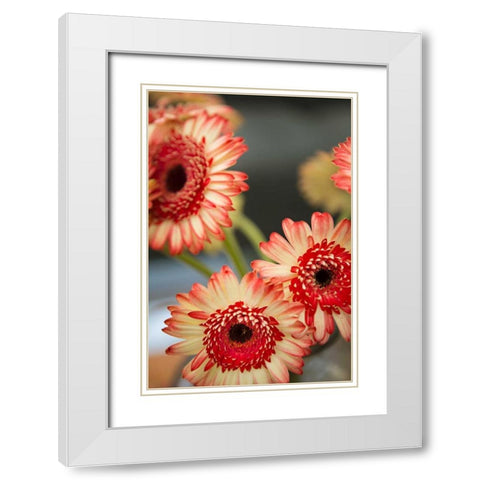 Red and White Daisies I White Modern Wood Framed Art Print with Double Matting by Millet, Karyn
