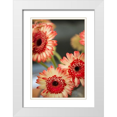 Red and White Daisies I White Modern Wood Framed Art Print with Double Matting by Millet, Karyn