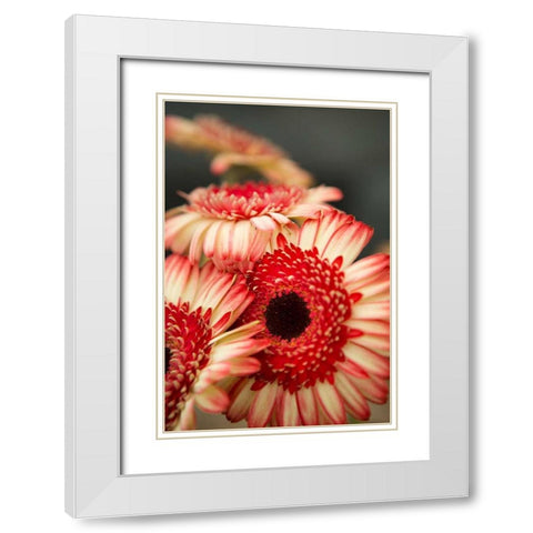 Red and White Daisies II White Modern Wood Framed Art Print with Double Matting by Millet, Karyn