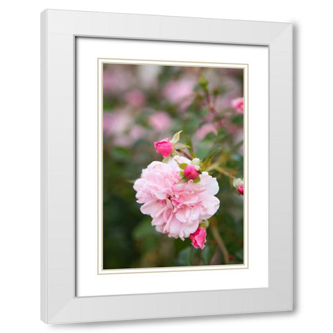 Rose Garden II White Modern Wood Framed Art Print with Double Matting by Millet, Karyn