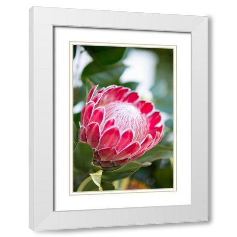 Pink Protea White Modern Wood Framed Art Print with Double Matting by Millet, Karyn