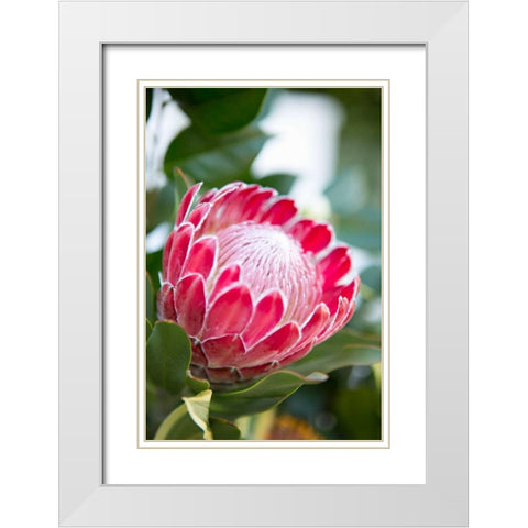 Pink Protea White Modern Wood Framed Art Print with Double Matting by Millet, Karyn