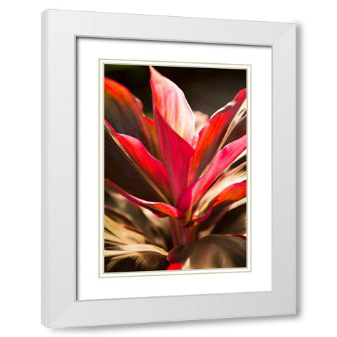 Red Ti Leaves White Modern Wood Framed Art Print with Double Matting by Millet, Karyn