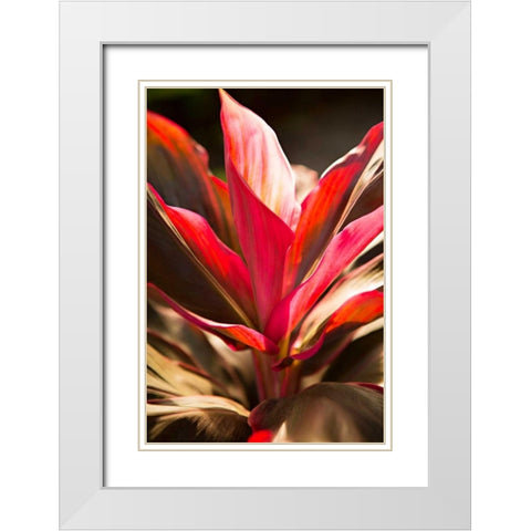 Red Ti Leaves White Modern Wood Framed Art Print with Double Matting by Millet, Karyn