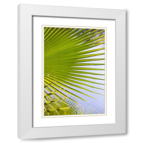 Palm Branch White Modern Wood Framed Art Print with Double Matting by Millet, Karyn