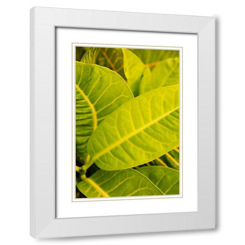 Green Leaves I White Modern Wood Framed Art Print with Double Matting by Millet, Karyn