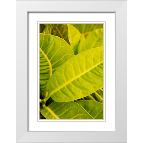 Green Leaves I White Modern Wood Framed Art Print with Double Matting by Millet, Karyn