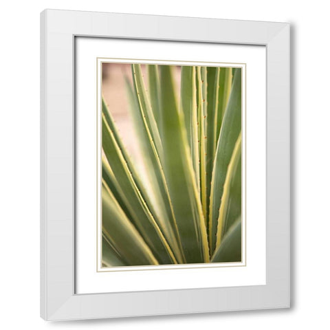 Succulent Garden I White Modern Wood Framed Art Print with Double Matting by Millet, Karyn