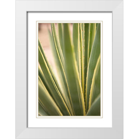 Succulent Garden I White Modern Wood Framed Art Print with Double Matting by Millet, Karyn